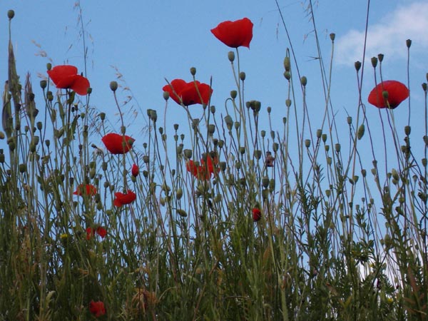 Eilo Poppies.jpg